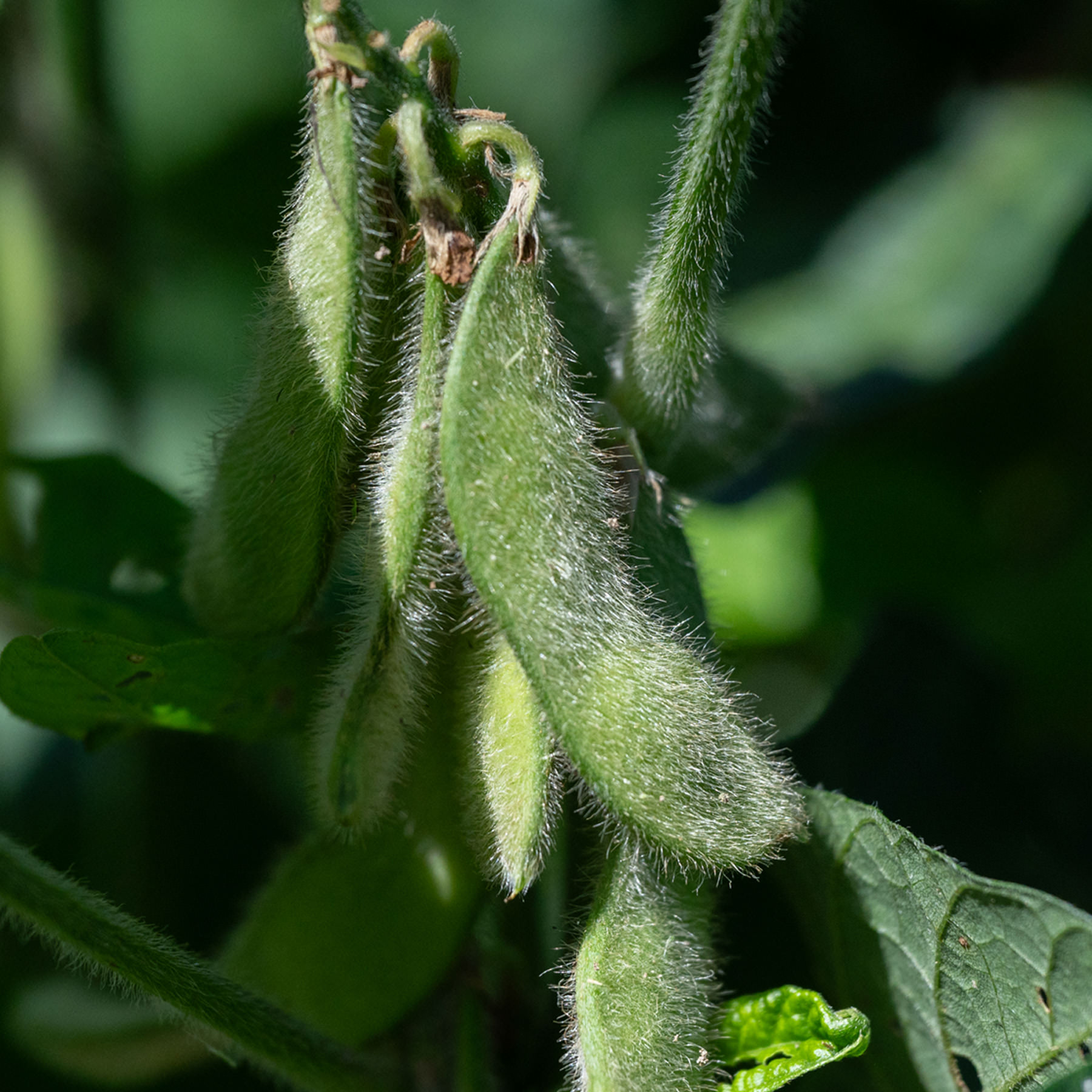 白糸の三年醤油