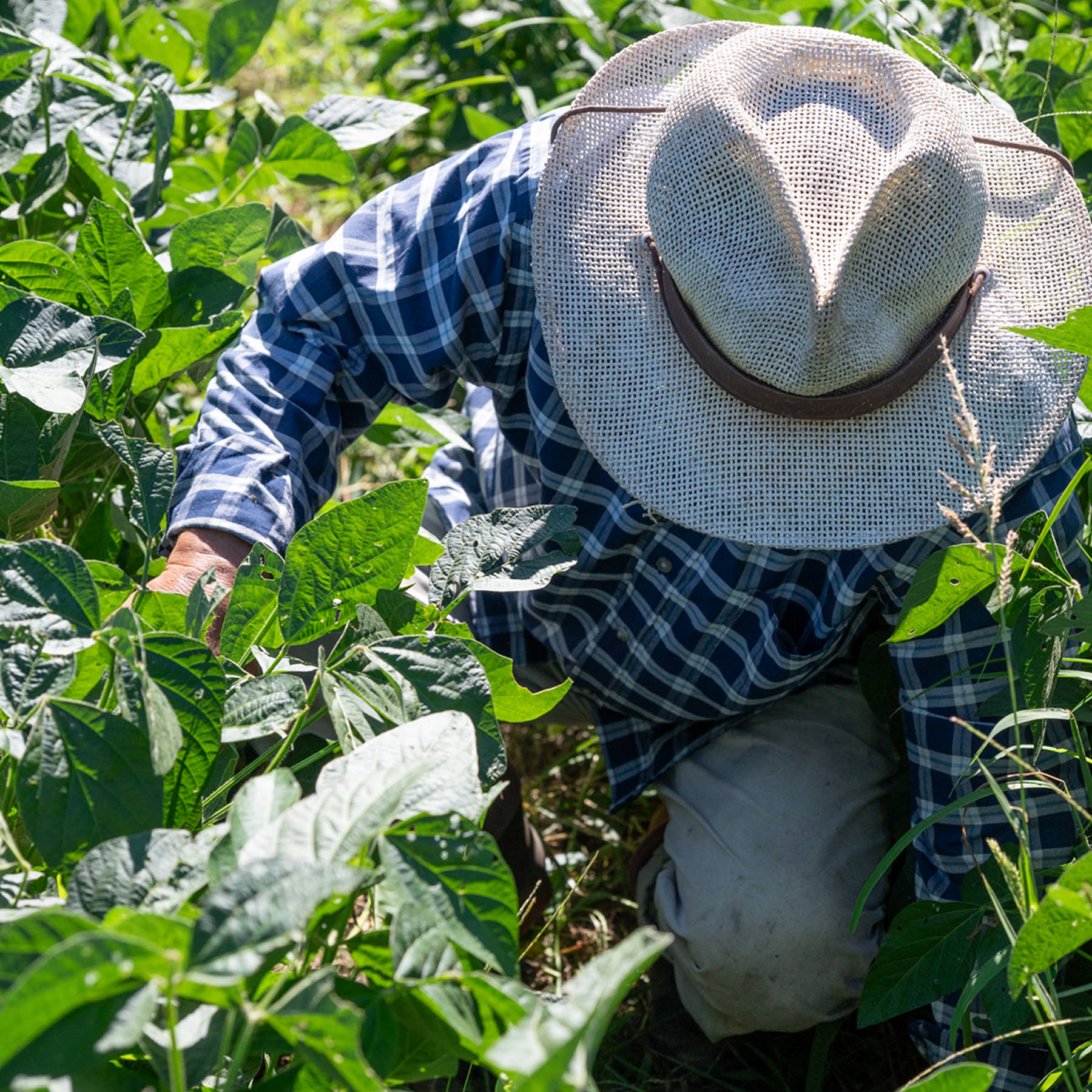 白糸の三年醤油