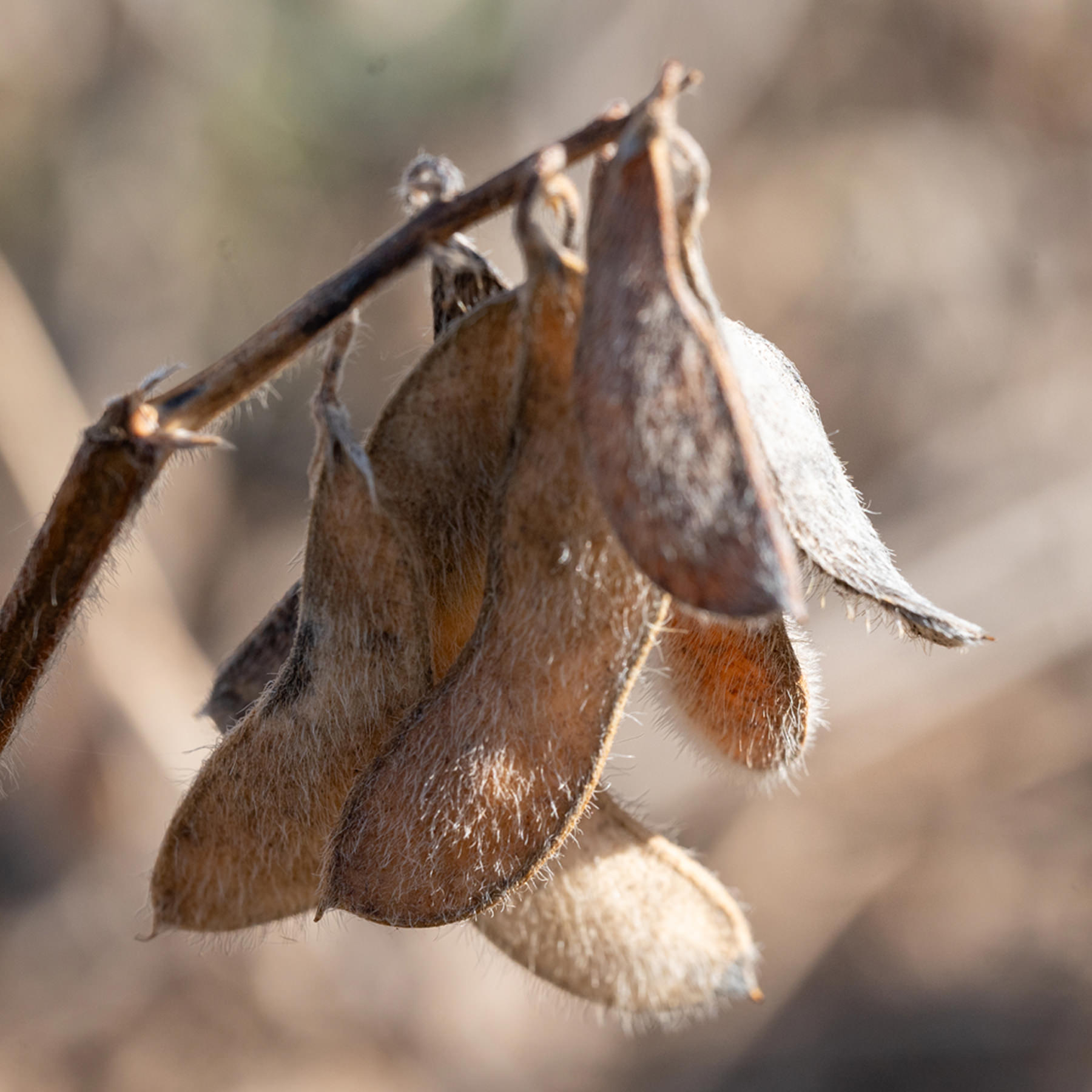 白糸の三年醤油