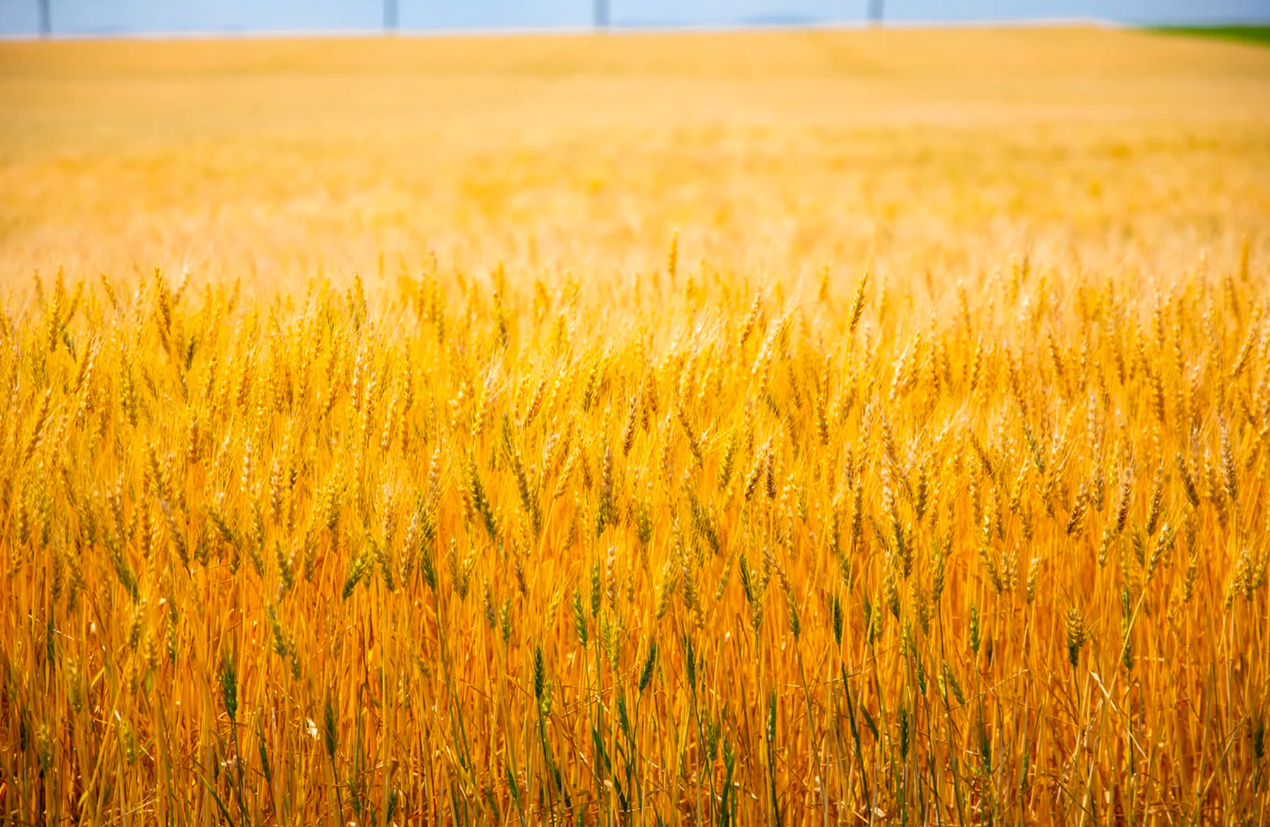 白糸の三年醤油